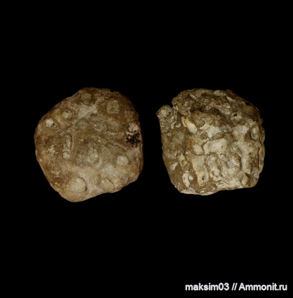 мел, губки, верхний мел, Tremabolites, Aulocystidae