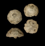 Etheridgea goldfussi, 1865