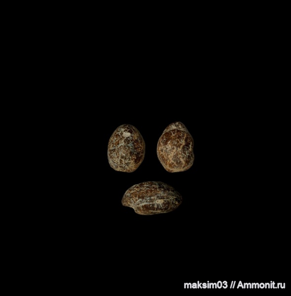 брахиоподы, Terebratula, Terebratulida