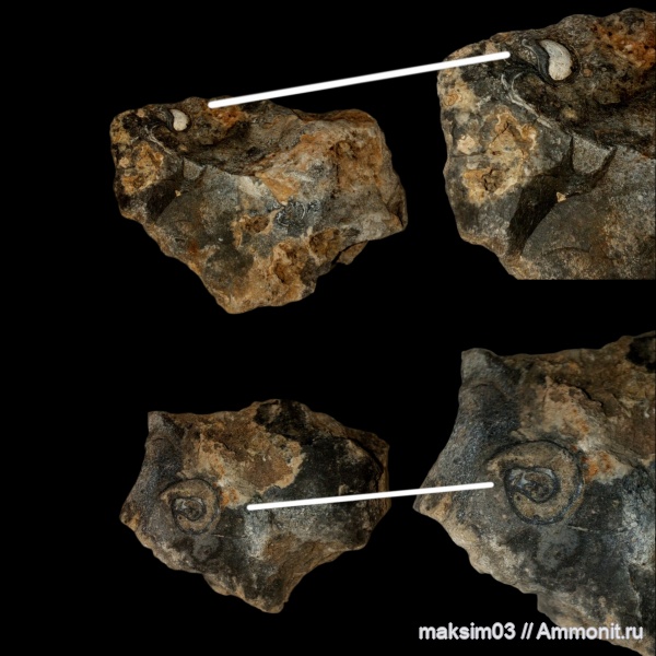 меловой период, брюхоногие моллюски, Gastropoda, Straparollus, Euomphalidae