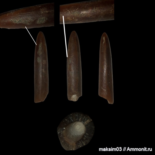 белемниты, мел, головоногие моллюски, Belemnitella, forma aegra granulata, belemnites, mucronata