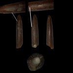 Lagonibelus magnificus