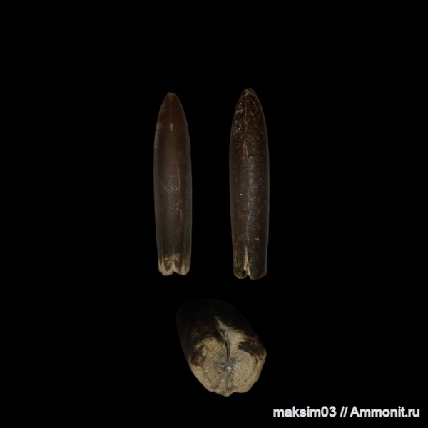 белемниты, головоногие моллюски, Belemnitella, cephalopoda