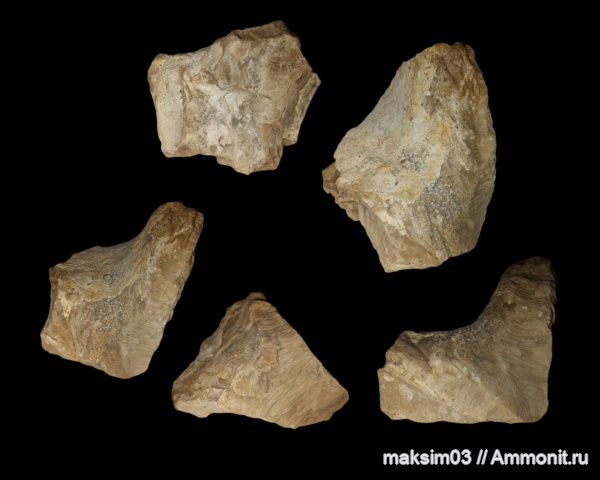 мезозой, верхний мел, Inoceramus