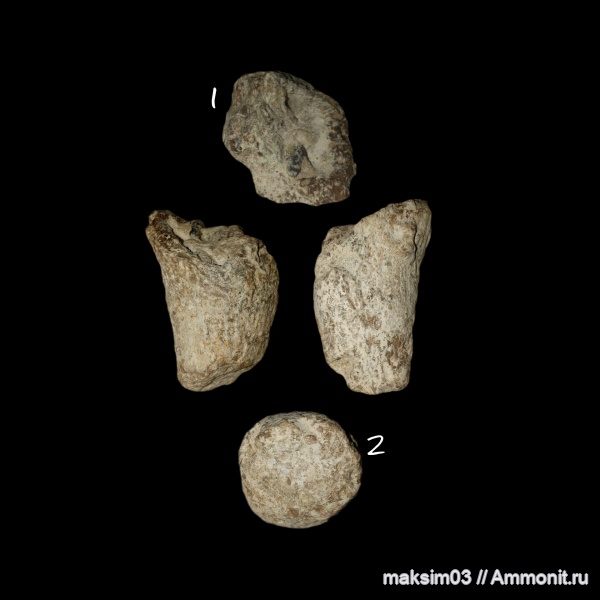 губки, меловой период, Sororistirps, hexactinellida, Sororistirps radiatum, гексактинеллиды