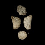 Небольшая губка Sororistirps radiatum