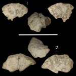 Два диска Coeloptychium(?)