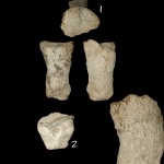 Губка из Хмелевского, Sororistirps