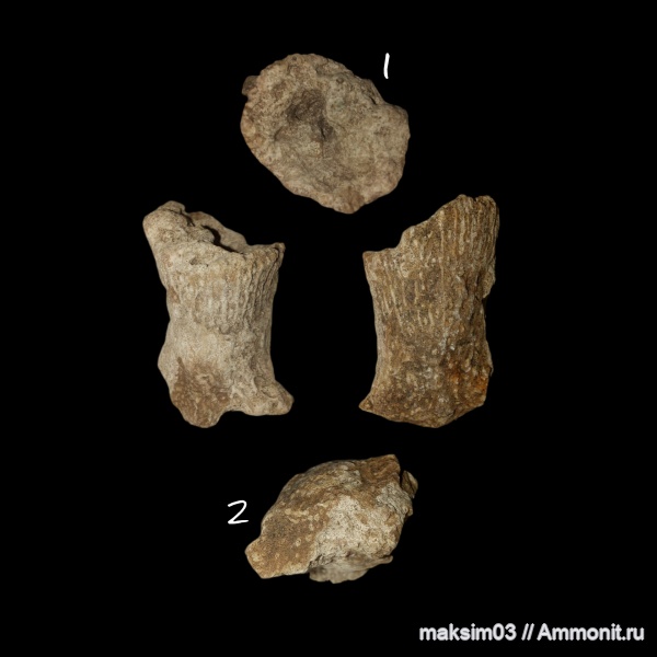 губки, мезозой, Ventriculitidae, Sororistirps, hexactinellida, Sororistirps radiatum