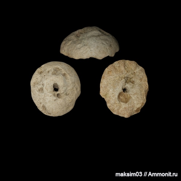 губки, мезозой, верхний мел, hexactinellida, Camerospongiidae, гексактинеллиды