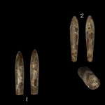 Белемниты Hibolites hastatus и Lagonibelus volgensis(?)