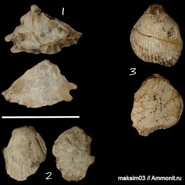 моллюски, двустворчатые моллюски, Neithea, Ostrea, bivalvia, Pectinidae, Chlamys Röding, 1798