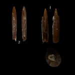 Белемнит в ростре белемнита