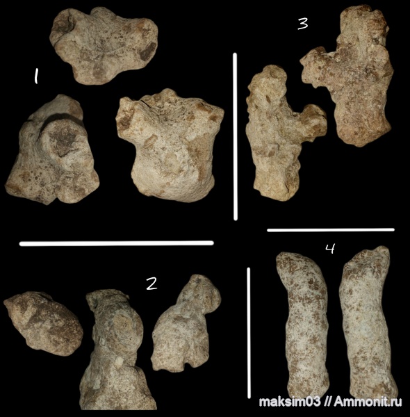 губки, Porifera