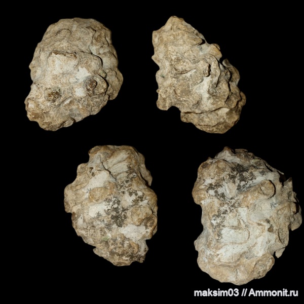 губки, Porifera, Plocoscyphia, eurete, Callodictyonidae