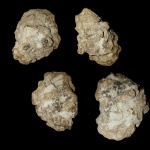 Eurete sp. или Plocoscyphia sp.?