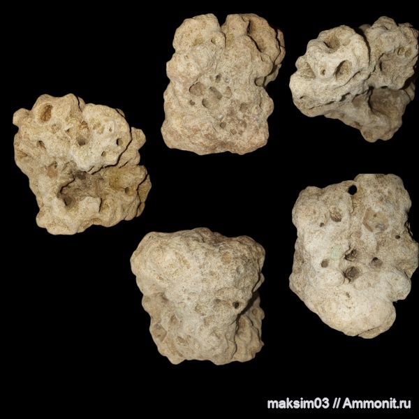 кораллы, губки