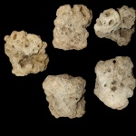 Губка?, может коралл?