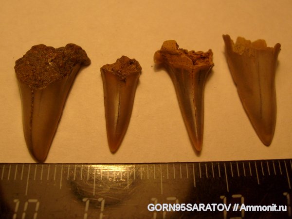 рыбы, зубы, зубы акул, Cretoxyrhina, fish, teeth, shark teeth