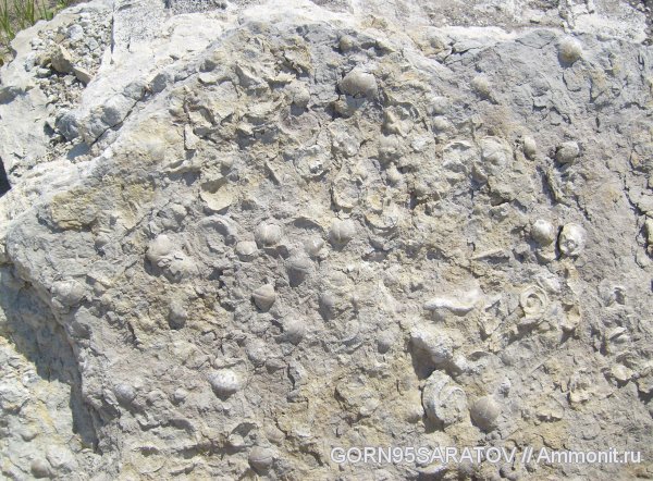 брахиоподы, карбон, двустворки, беллерофоны