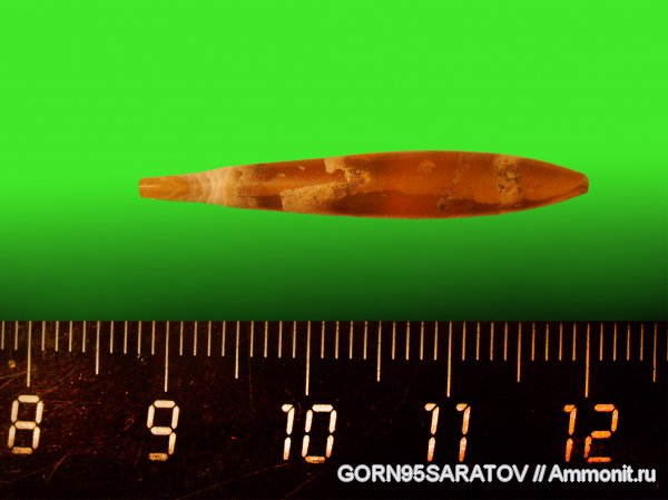 белемниты, юра, Hibolites, ростры, Jurassic, belemnites