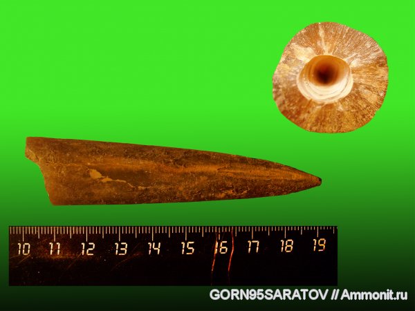 белемниты, юра, Cylindroteuthis, ростры, Jurassic, belemnites