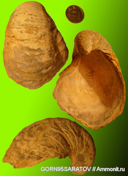 двустворки, грифеи, Gryphaea, Gryphaeidae