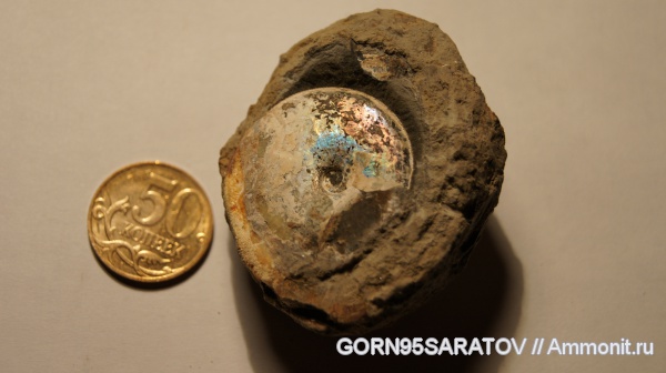 апт, Aconeceras, Aptian, Сосенки