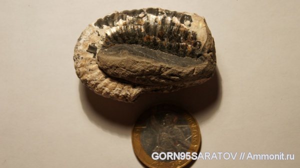 аммониты, мел, гетероморфные аммониты, Ammonites, Cretaceous, heteromorph ammonites, Tonohamites, Tonohamites eichwaldi, Сосенки