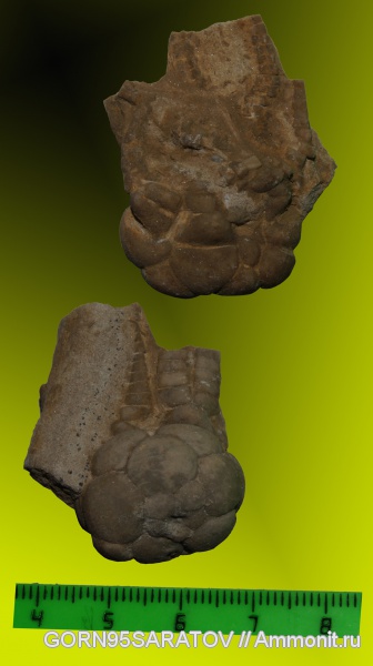 морские лилии, иглокожие, карбон