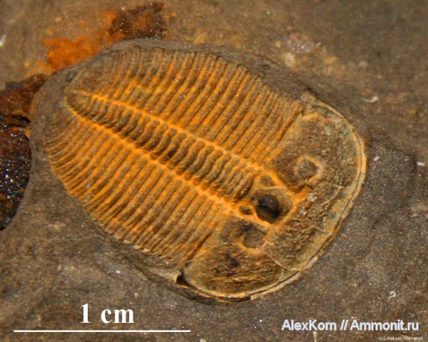 трилобиты, силур, Чехия, Silurian, Aulacopleura, Aulacopleura konincki