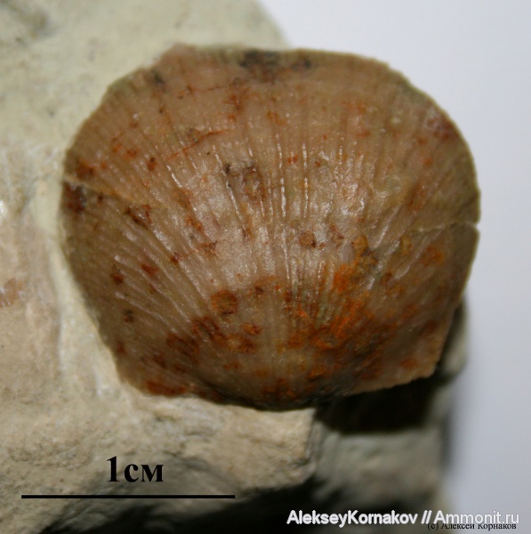 брахиоподы, ордовик, Вильповицы, Ленинградская область, Progonambonites, Ordovician