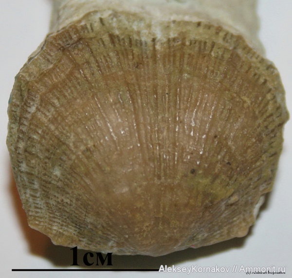брахиоподы, ордовик, Вильповицы, Ленинградская область, Progonambonites, Ordovician