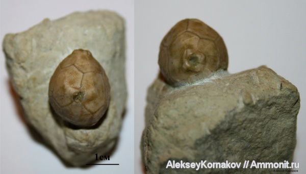 ордовик, Вильповицы, Ленинградская область, Hemicosmites, Ordovician