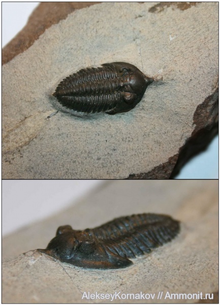 трилобиты, девон, Марокко, Devonian, Phacopida, Acastidae, Phacopina, Asteropyginae, Pseudocryphaeus minimus, Pseudocryphaeus