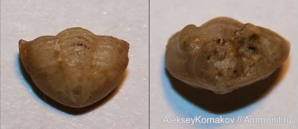 трилобиты, ордовик, Asaphus, Ленинградская область, Клясино, Ordovician