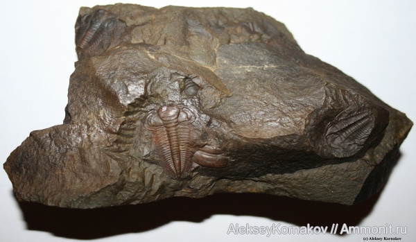 трилобиты, кембрий, Чехия, Cambrian, Paradoxides, Paradoxides gracilis