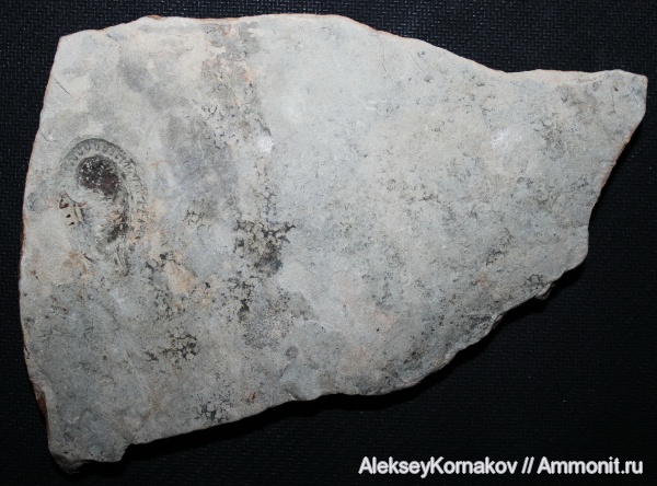 венд, эдиакарий, Kimberella