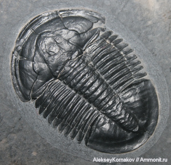 трилобиты, кембрий, Asaphiscus wheeleri, Asaphiscus