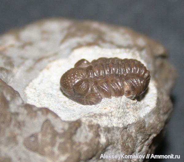 трилобиты, девон, Германия, geesops, Geesops schlotheimi, Gees