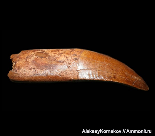 мел, Марокко, сеноман, Carcharodontosaurus