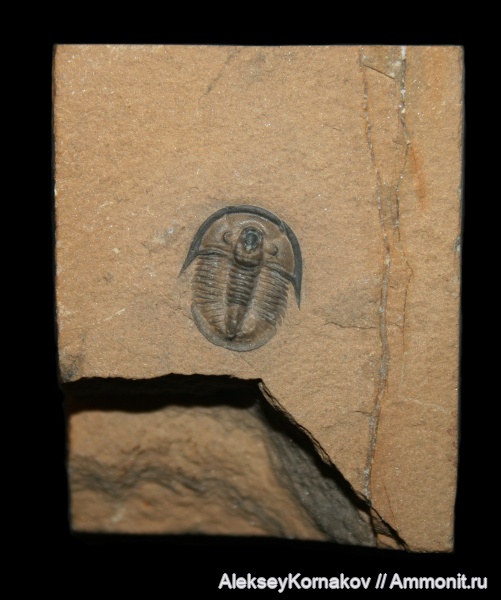 трилобиты, кембрий, Cedaria, Cedaria minor