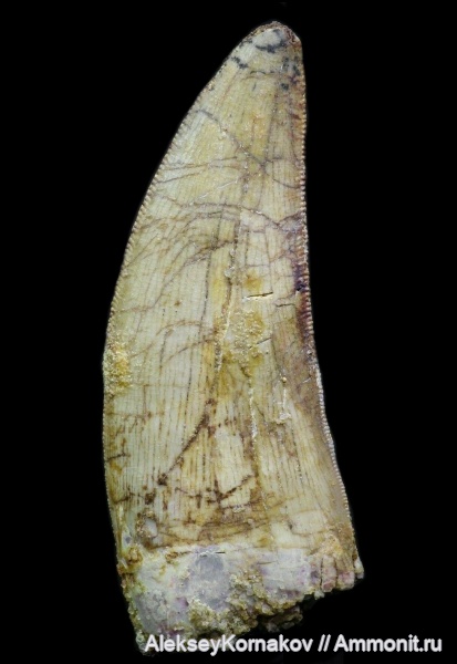 мел, Марокко, сеноман, Carcharodontosaurus