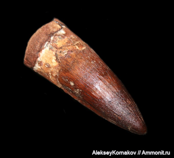 мел, Марокко, сеноман, Spinosaurus