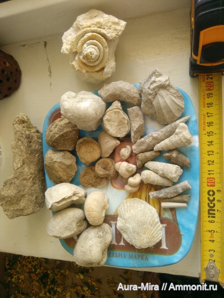 мел, мезозой, Крым, маастрихтский ярус, карьер Скалистое 1