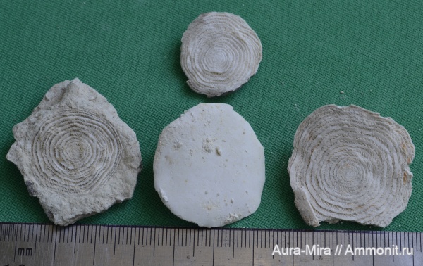 палеоген, Россия, эоцен, кайнозой, Крым, Nummulites, нуммулиты, маастрихтский ярус, карьер Скалистое 1