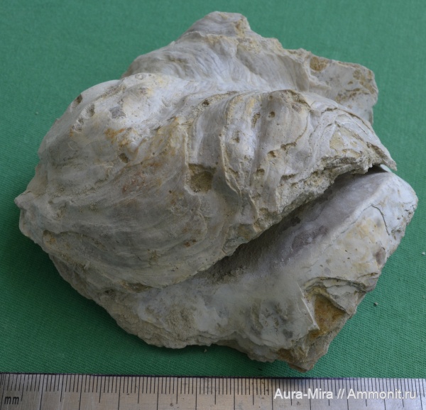 устрицы, карьер Скалистое 1, Pycnodonte cf. mirabilis