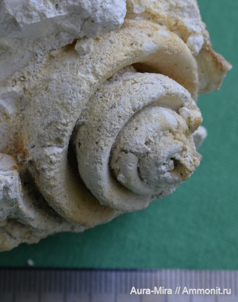 палеоген, Россия, эоцен, кайнозой, Крым, Strombus, Симферополь, Петровские высоты