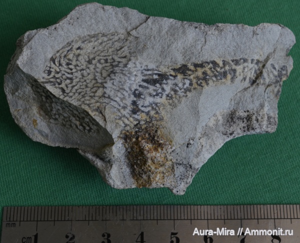 мел, губки, маастрихт, Симферополь, Петровские высоты, Plocoscyphia sp