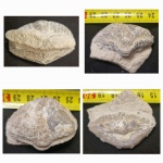 Брахиопода